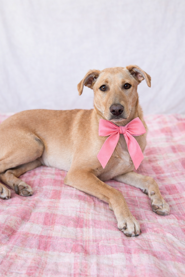 YELLOW LAB , YELLOW LAB