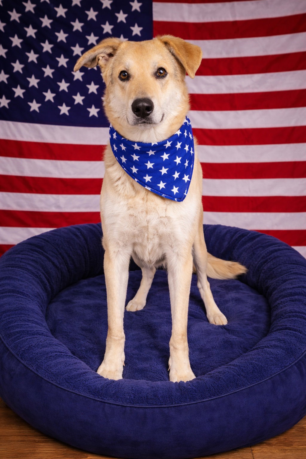 YELLOW LAB , YELLOW LAB