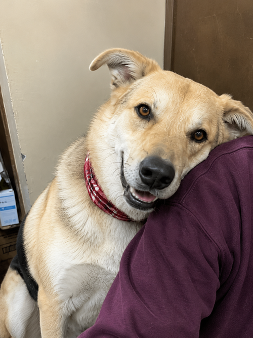 Golden lab mix, an adoptable Yellow Labrador Retriever in Mt. Laurel, NJ