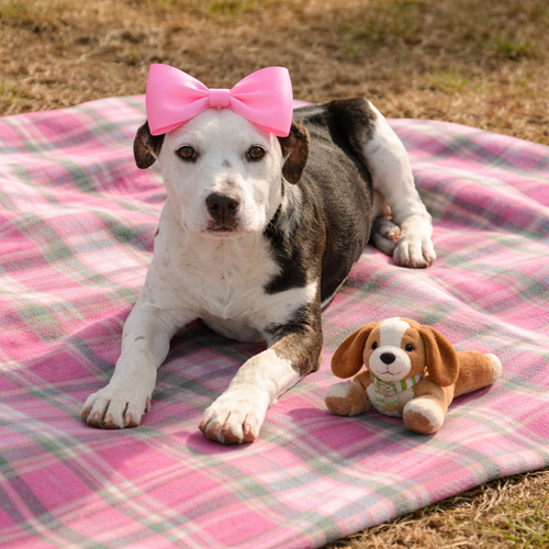 picture of the dog needing adoption
