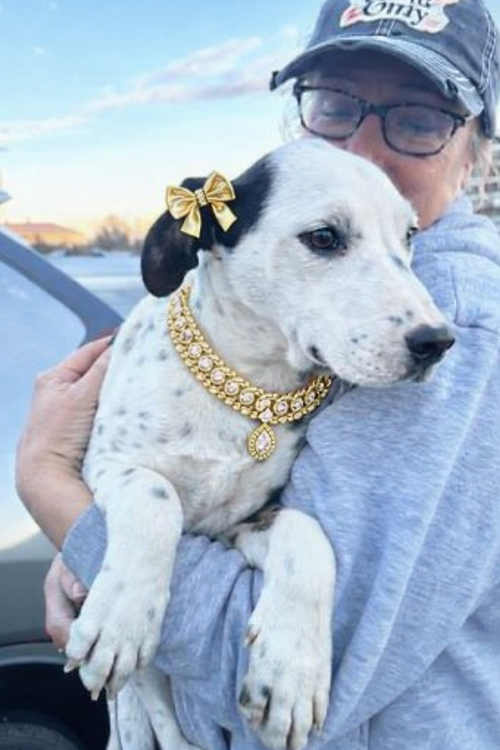 Gerdi, an adoptable Border Collie in Mt. Laurel, NJ