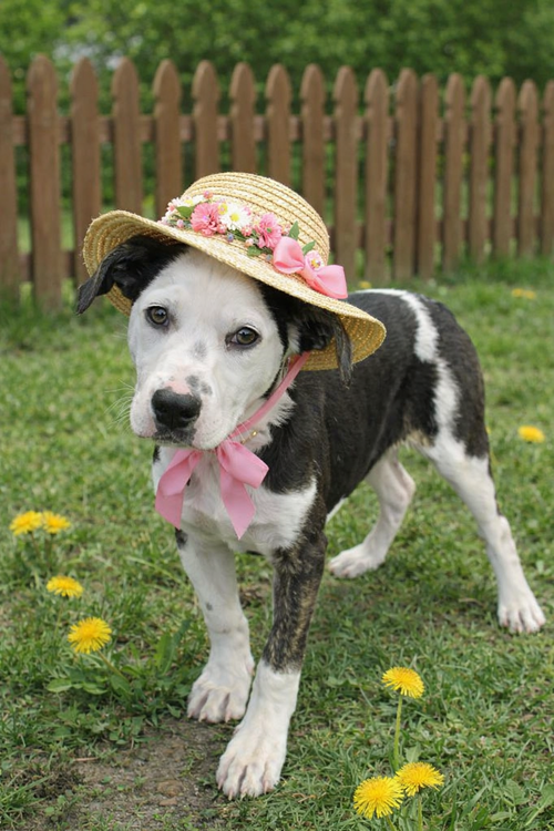 picture of the dog needing adoption