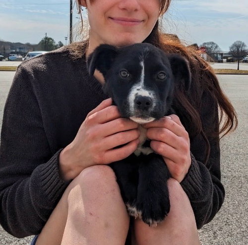GIGI - Border Collie / Labrador Retriever available for adoption