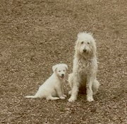 Avacado, golden doodle
