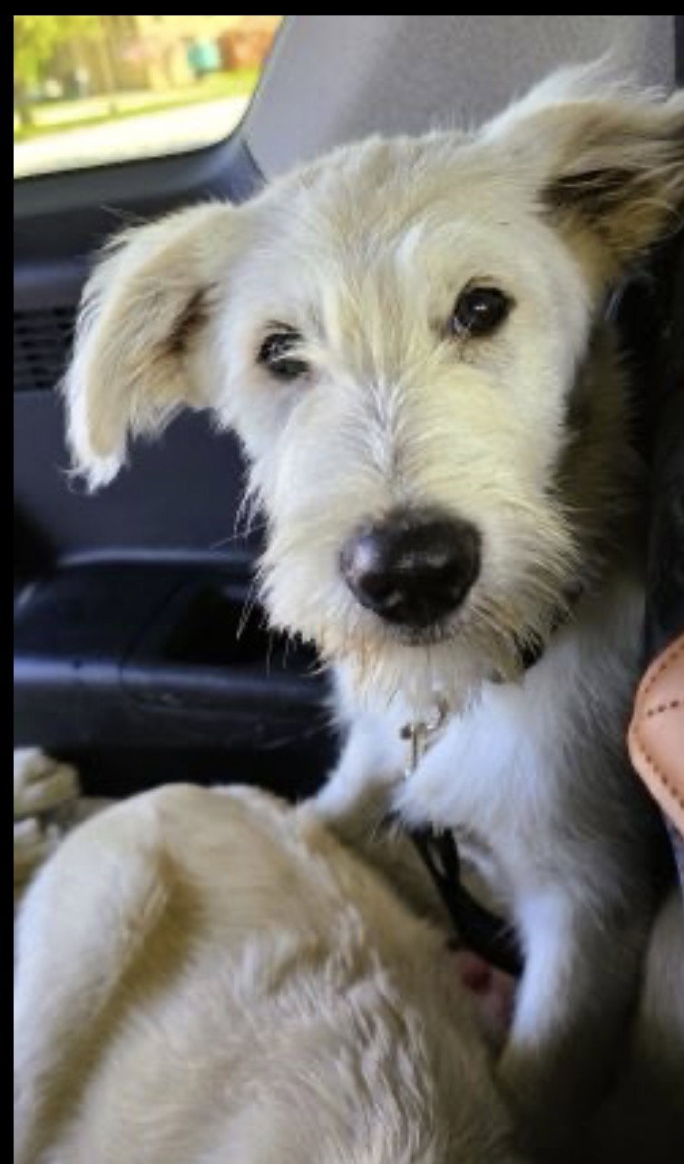Almond ,sweet Labadoodle puppy