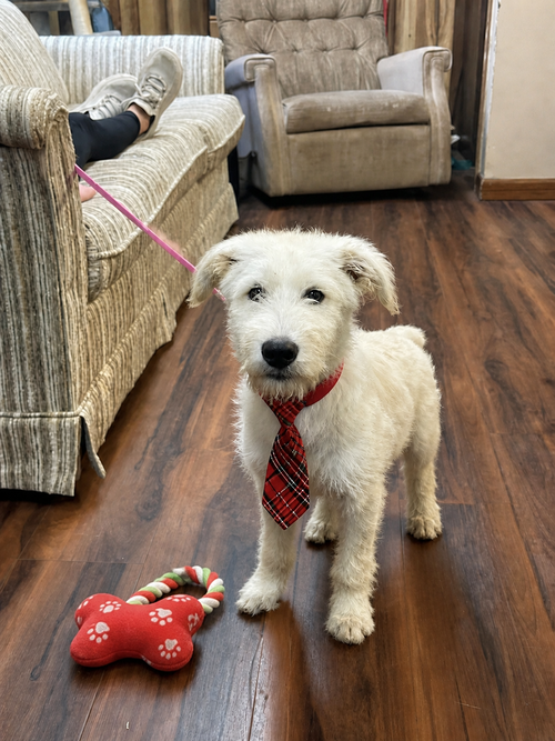 Almond , golden doodle, an adoptable Poodle in Mt. Laurel, NJ