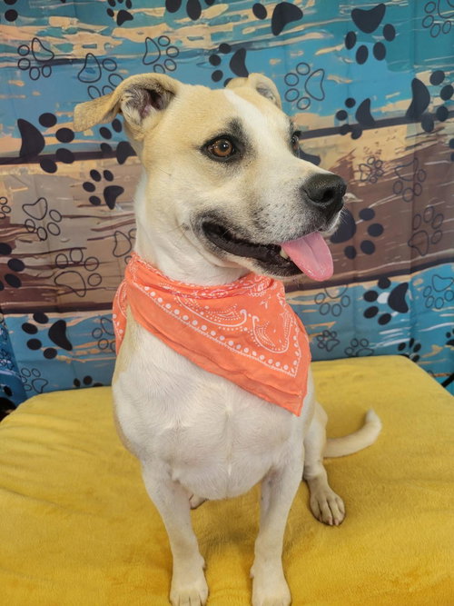 picture of the dog needing adoption