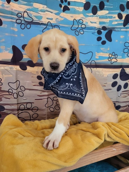 picture of the dog needing adoption
