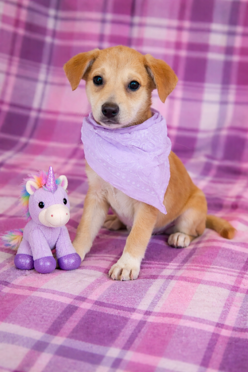 picture of the dog needing adoption