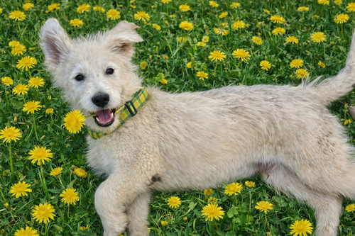 picture of the dog needing adoption