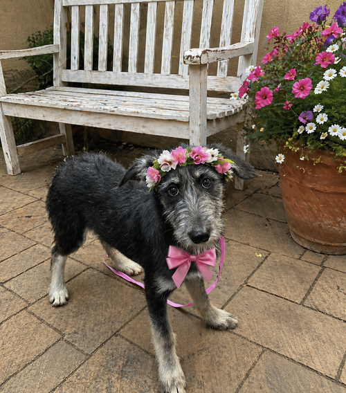 Labadoodle, an adoptable Poodle in Mt. Laurel, NJ