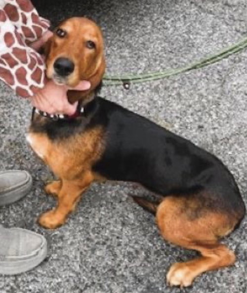 River, an adoptable Basset Hound in Mt. Laurel, NJ