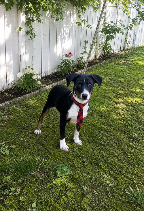Creek, an adoptable Labrador Retriever in Mt. Laurel, NJ