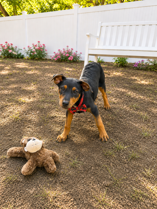 Cricket, an adoptable Labrador Retriever in Mt. Laurel, NJ