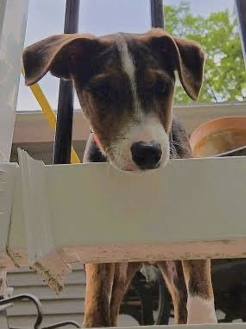 Cosmic, an adoptable Border Collie in Mt. Laurel, NJ
