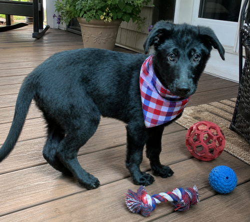 Black lab border collie Puppy  male puppy, an adoptable Black Labrador Retriever in Mt. Laurel, NJ