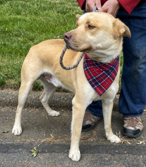 Golden lab, Golden lab, an adoptable Golden Retriever in Mt. Laurel, NJ