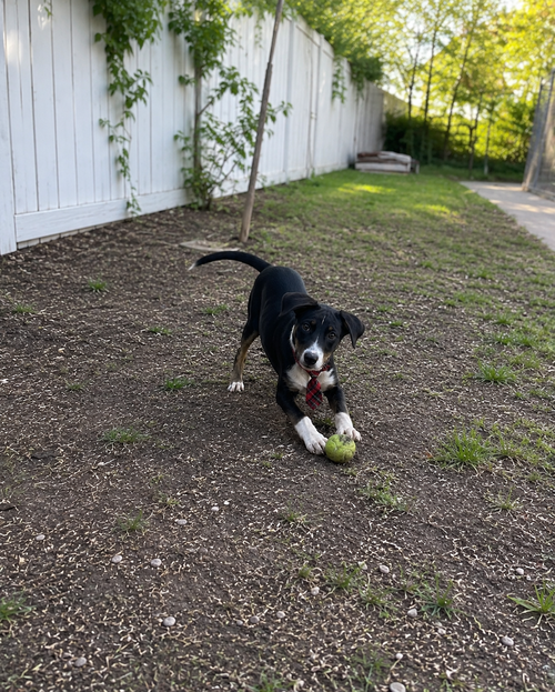 Border Collie lab puppies, an adoptable Border Collie in Mt. Laurel, NJ