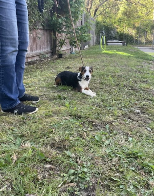Border Collie Lab Puppies photo 3