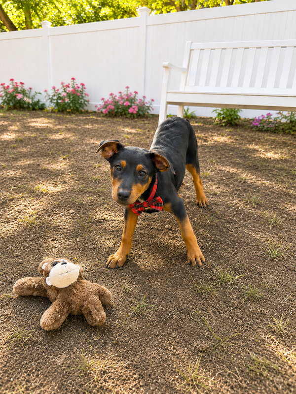 Border Collie lab puppies