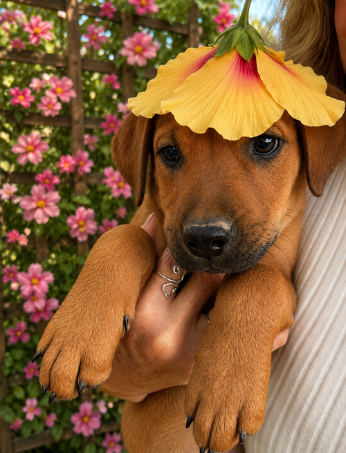 Berry,  Golden lab Puppy, an adoptable Labrador Retriever in Mt. Laurel, NJ
