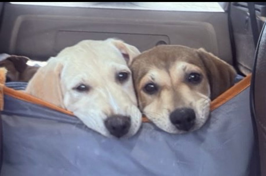 Banana - Golden Lab pup