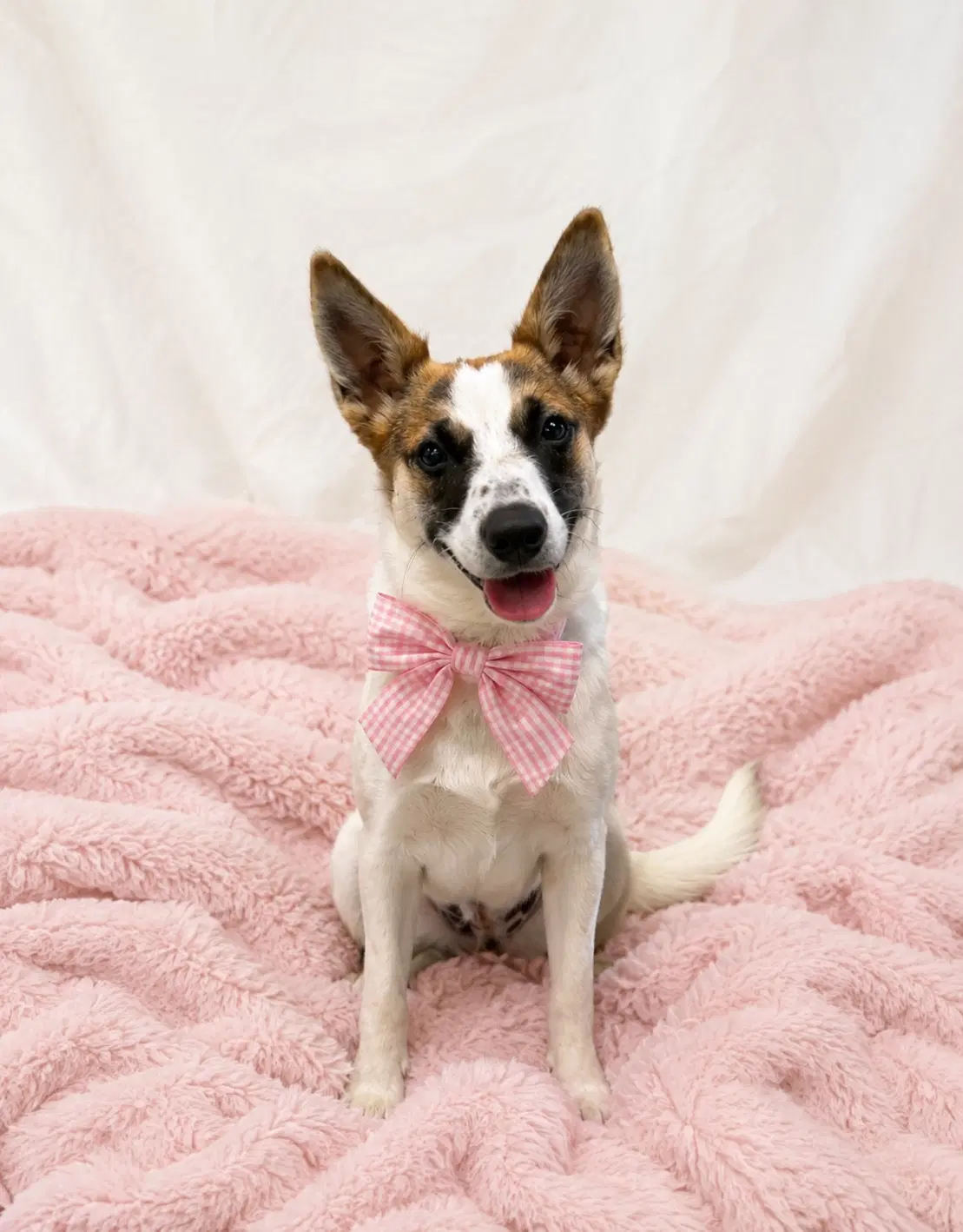 Hickory - Come Meet This Jackafox - Designer Girl image 1