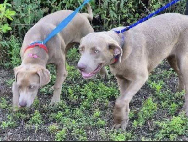 Silver lab, Silver labs