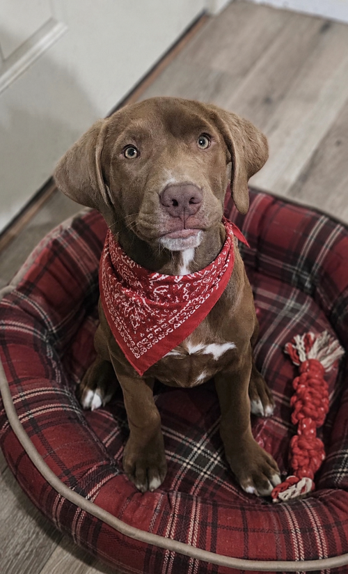 Chocolate lab mix