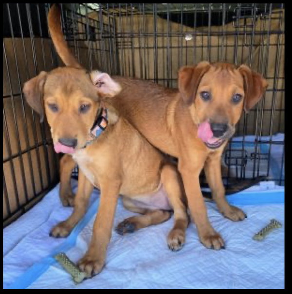 Buffy - golden lab puppy
