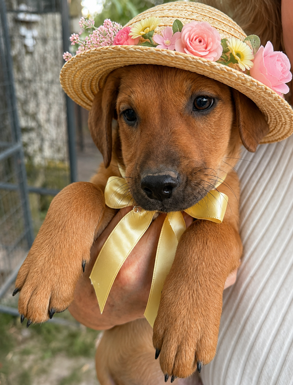 Golden lab  pups