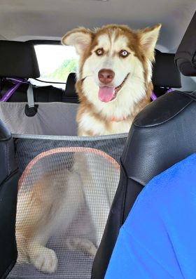 Husky photo 2