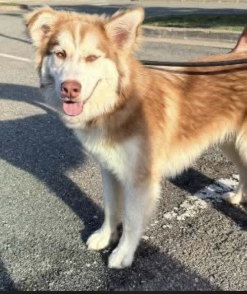 Husky photo 3