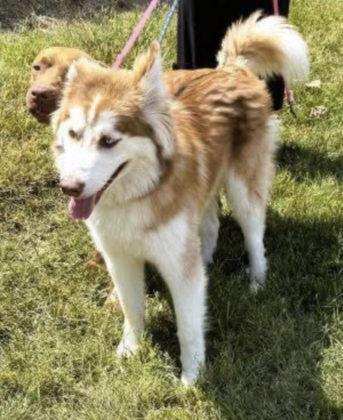 Husky photo 4