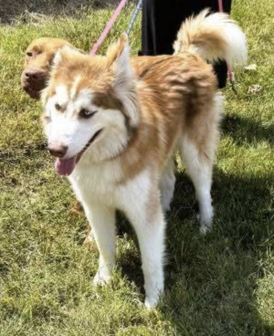 Husky, Husky