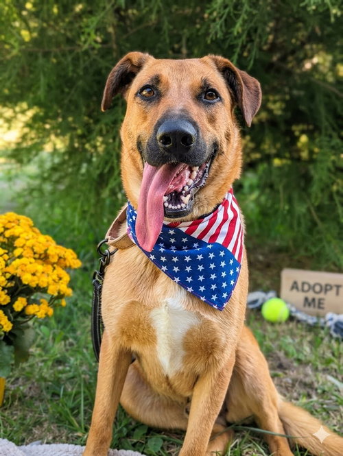 Zadee, an adoptable Yellow Labrador Retriever in Mt. Laurel, NJ