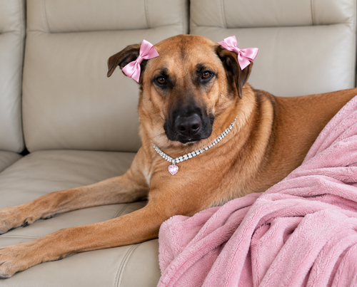 Zadee, an adoptable Yellow Labrador Retriever in Mt. Laurel, NJ