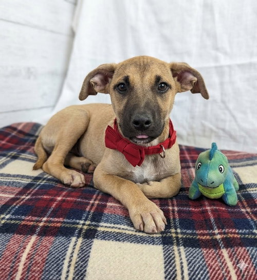 Skipper, an adoptable Yellow Labrador Retriever in Mt. Laurel, NJ