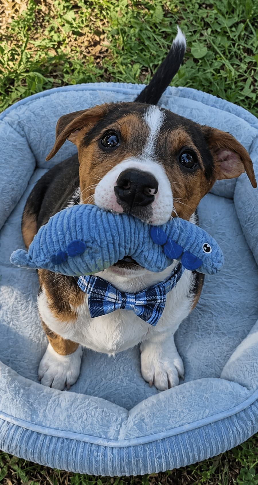 Jackabea designer pups