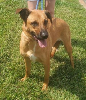 YELLOW LAB MIX, an adoptable Yellow Labrador Retriever in Mt. Laurel, NJ