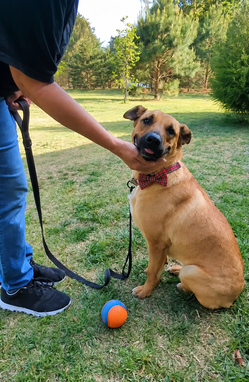 YELLOW LAB MIX, an adoptable Yellow Labrador Retriever in Mt. Laurel, NJ