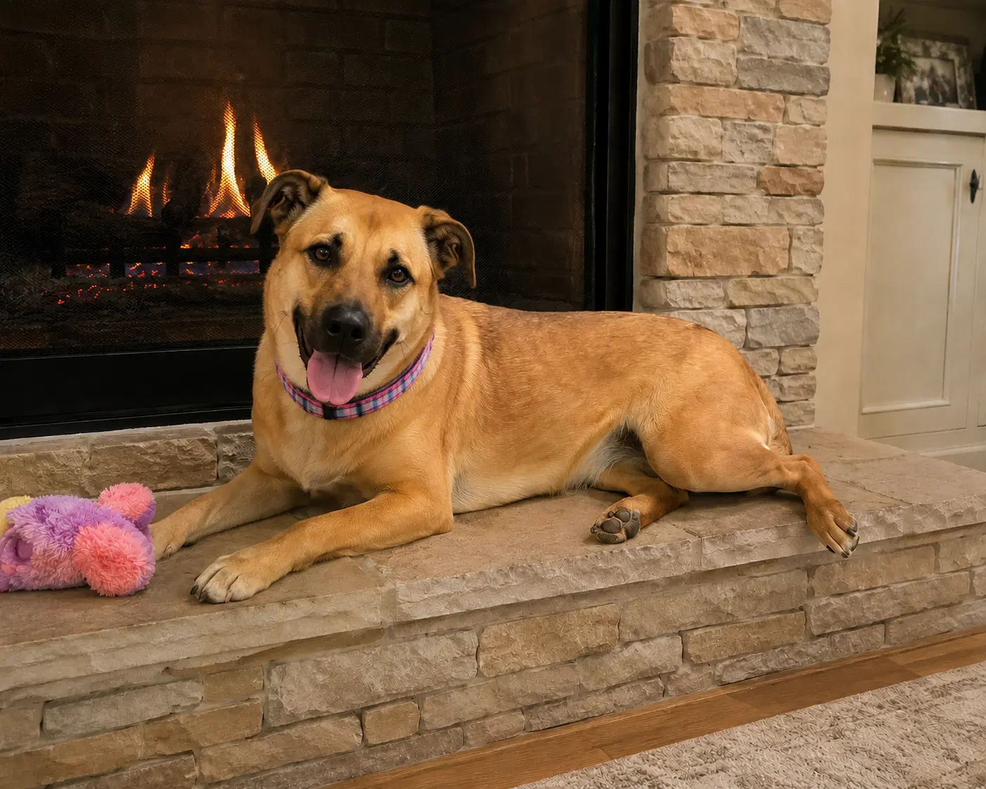 Yellow Lab Mix - Yellow Labrador Retriever