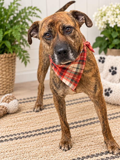 Golden Lab mixes, a dog for adoption from Animal Sanctuary Society Inc.