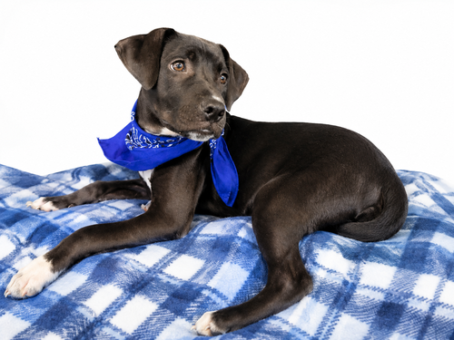 Black Lab Mix Pup photo 2
