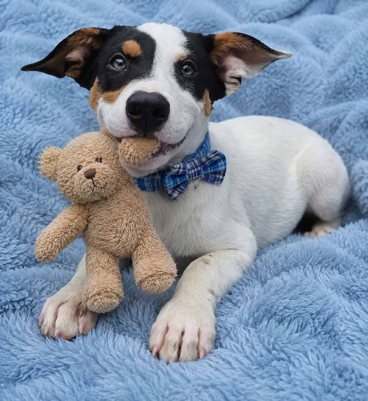 Vance - Jack Russell Terrier