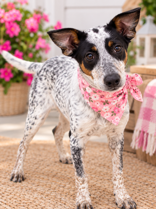 Vetoa, a dog for adoption from Animal Sanctuary Society Inc.