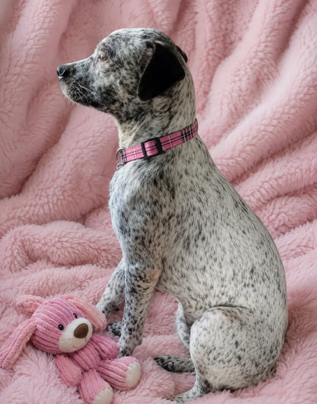 Brittany Spaniel Mix - Brittany