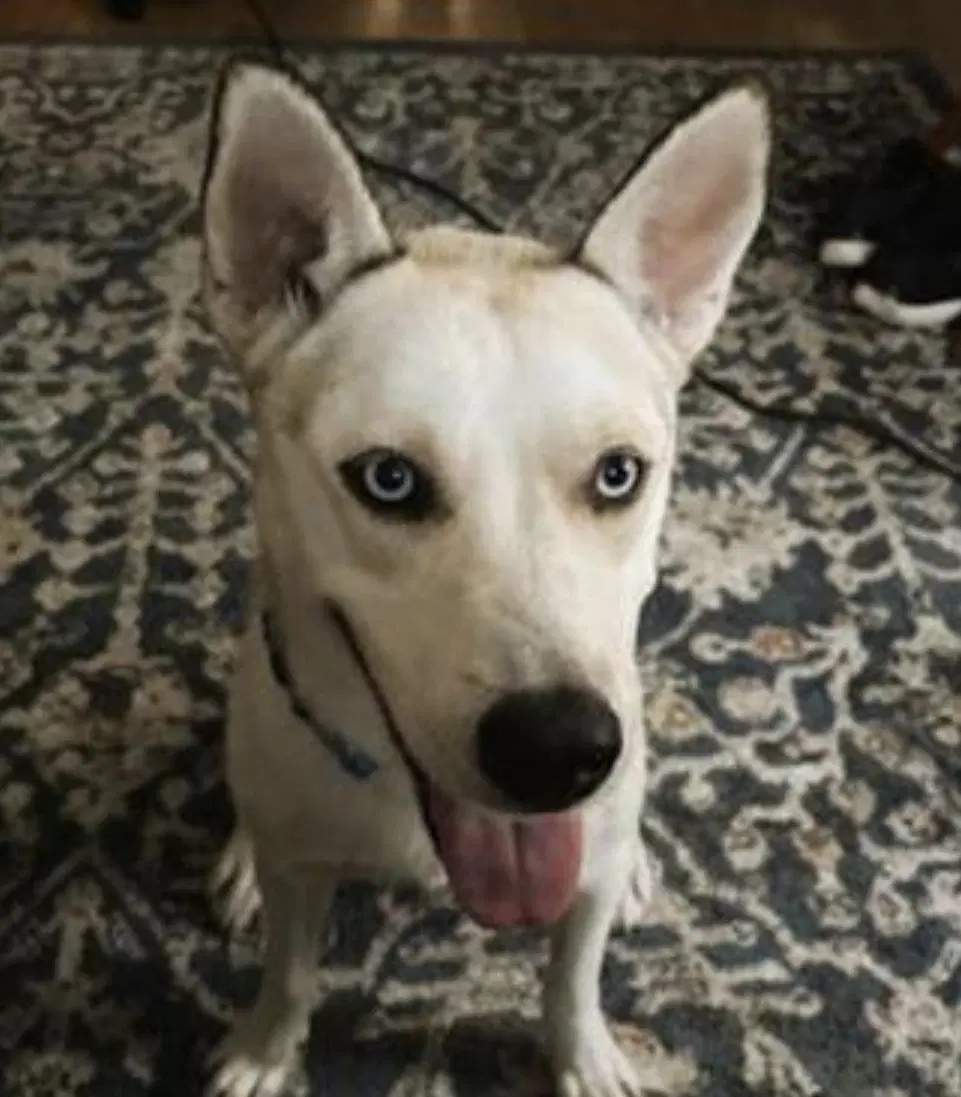 Siberian Husky White Blue Eyes image 3