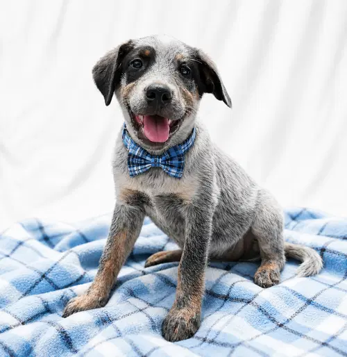 Border Collie Lab Puppy Male - Border Collie