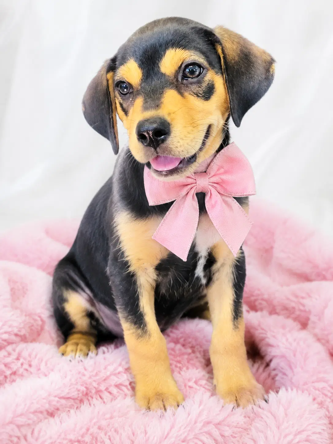 Twila - Beagle